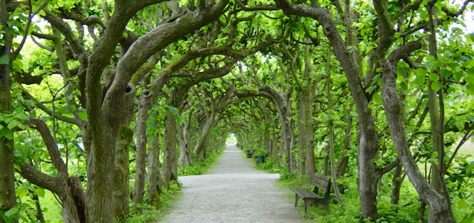Tree Walk in Dachau Castle Garden