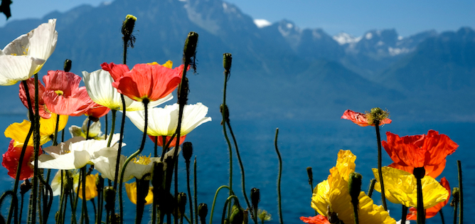Flowers with Lake Geneva