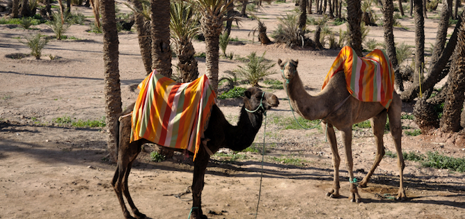 Camels in Marrakech